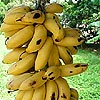 Description: Cuban bananas