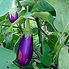 Description: Cuban eggplant