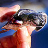 Description: Baby sea turtle in Cuba