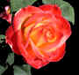 rose1.jpg (75976 bytes)